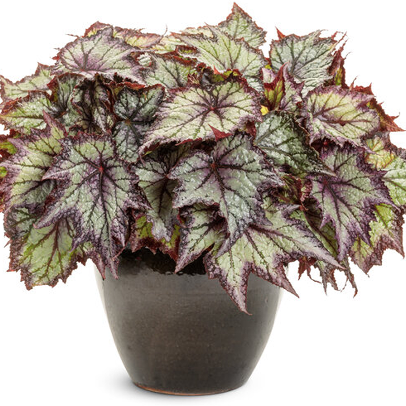 Space Age Europa Rex Begonia | Plant Addicts