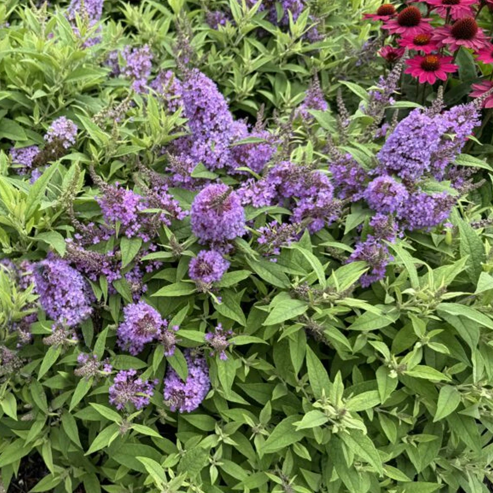 Butterfly Bush - Chrysalis Steel Blue