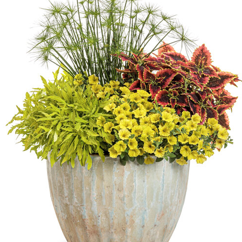 hanging planter indoor Plant Hanger