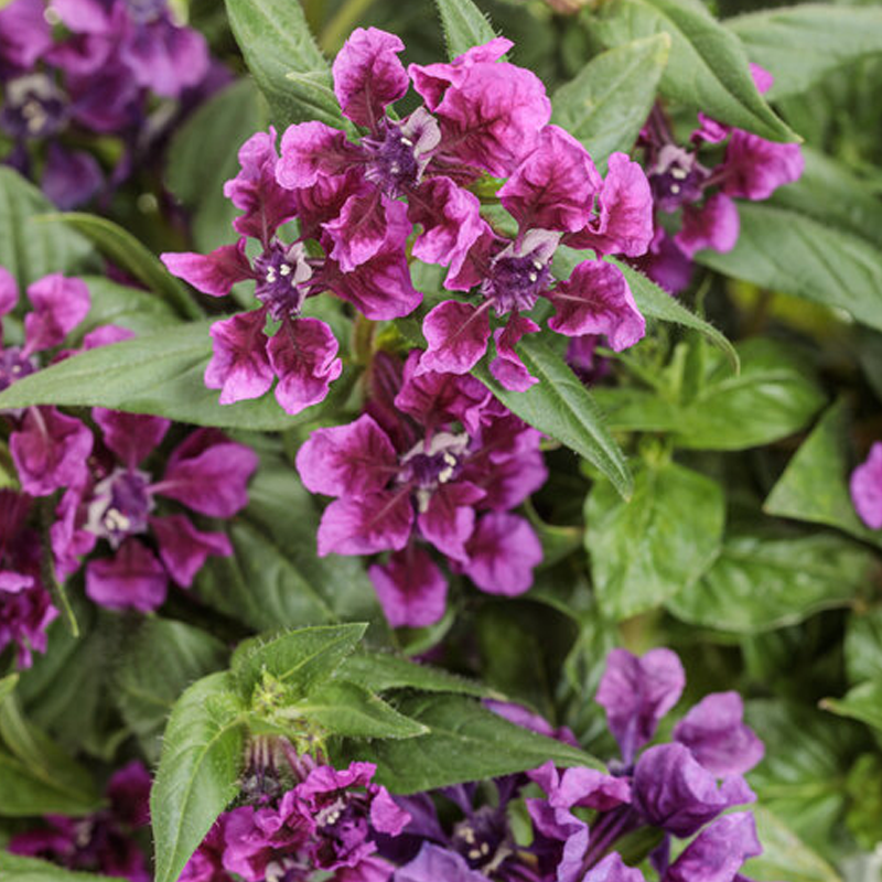 Totally Tempted® Vivid Violet™ Cuphea | Plant Addicts