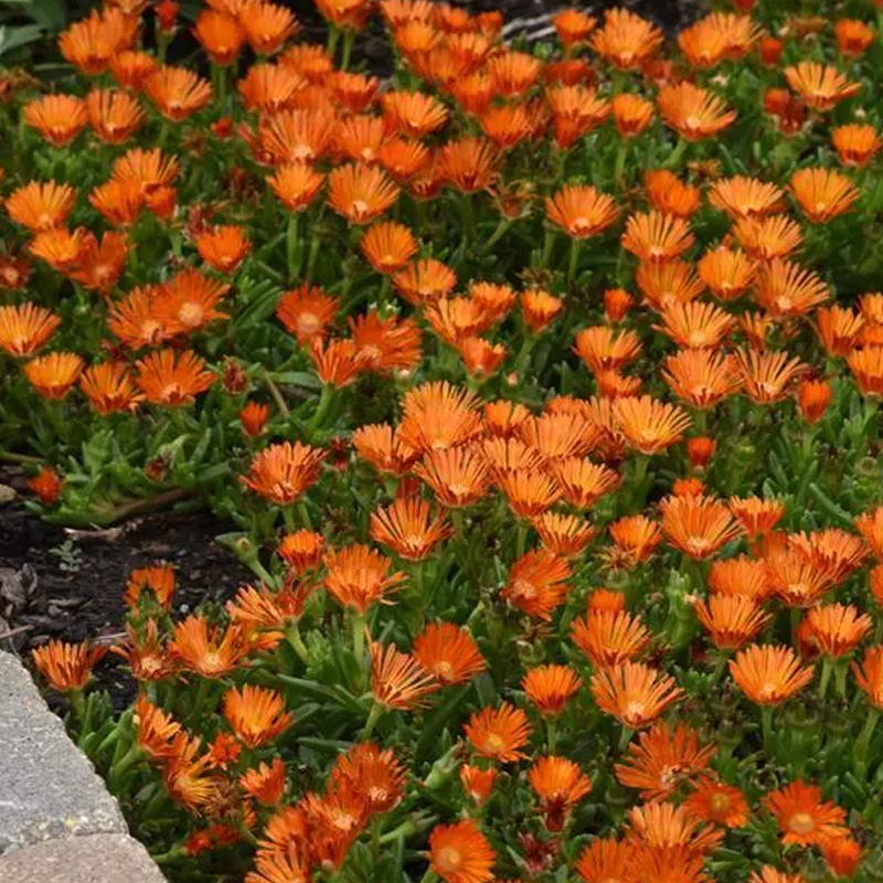 Ocean Sunset™ Orange Vibe Ice Plant | Plant Addicts