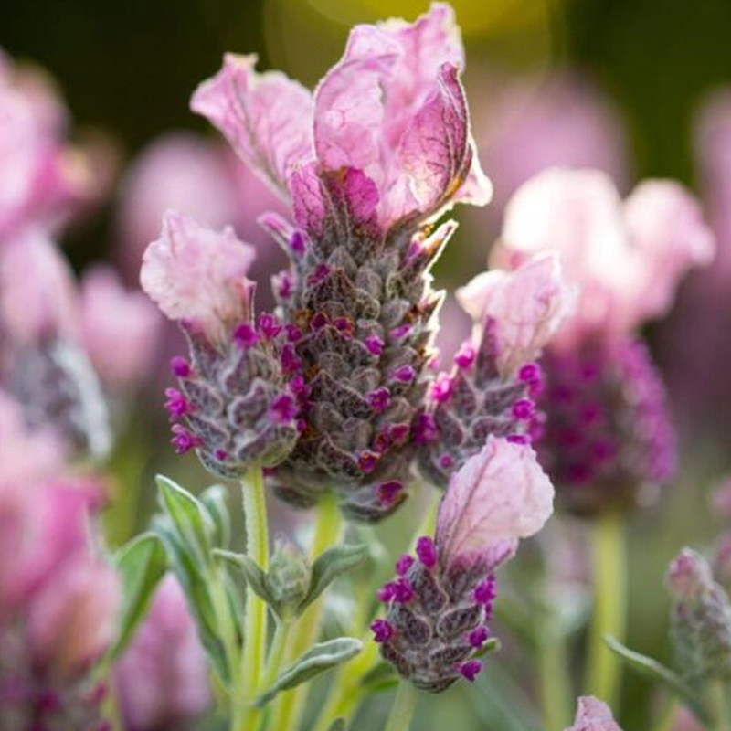 Lavinnova® Frost Pink | Plant Addicts