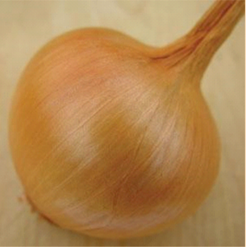 Yellow Sweet Spanish Onion Plant Addicts