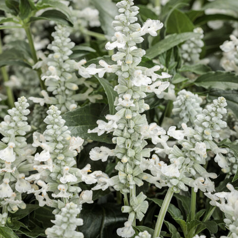 Unplugged White Mealycup Sage