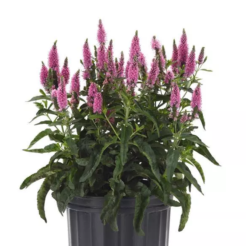 Skyward Pink Spike Speedwell | Plant Addicts