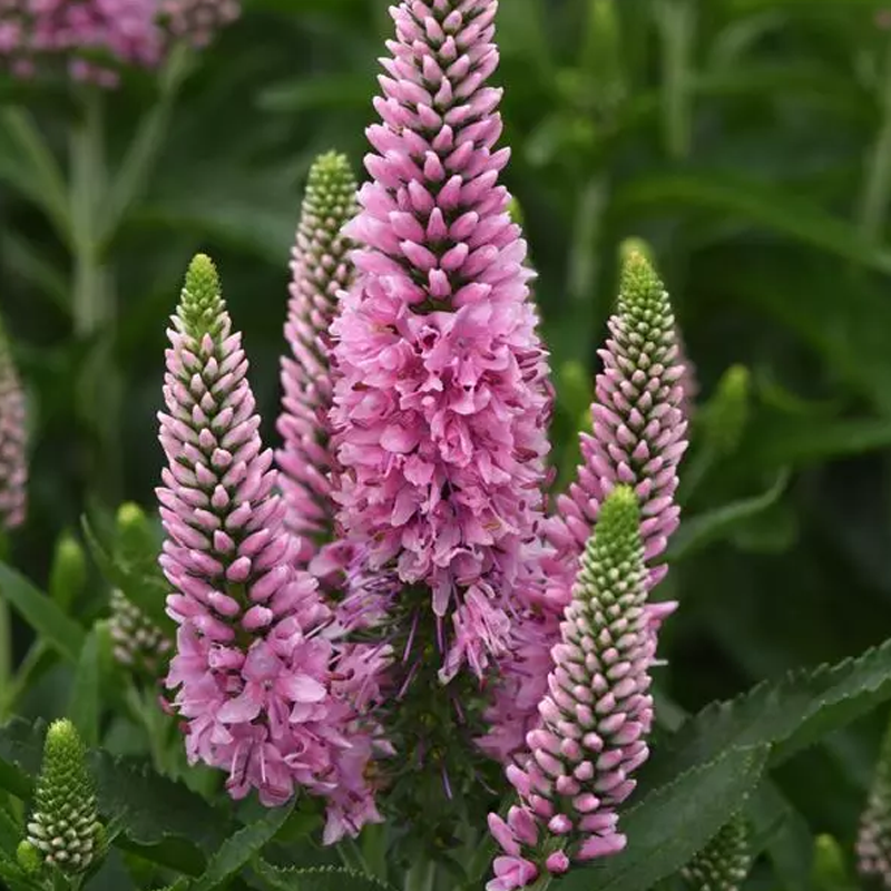 Skyward Pink Spike Speedwell | Plant Addicts