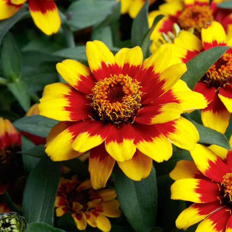 Profusion Red Yellow Bicolor Zinnia | Plant Addicts