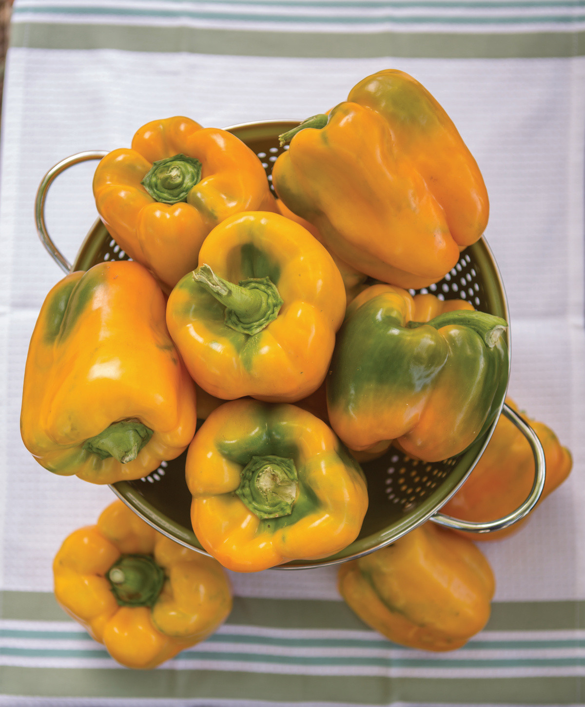 Gold Standard Pepper | Plant Addicts
