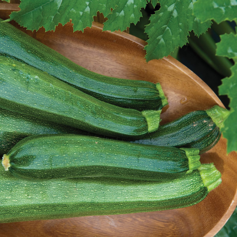 Burpee Hybrid Zucchini Squash Plant Addicts