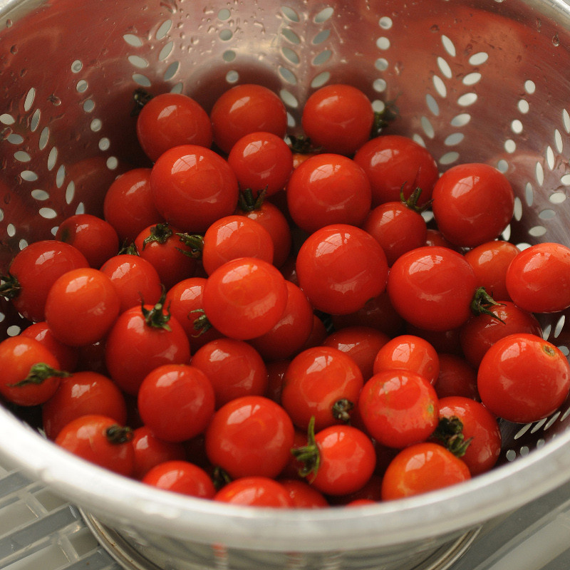 Power Pops Tomato | Plant Addicts