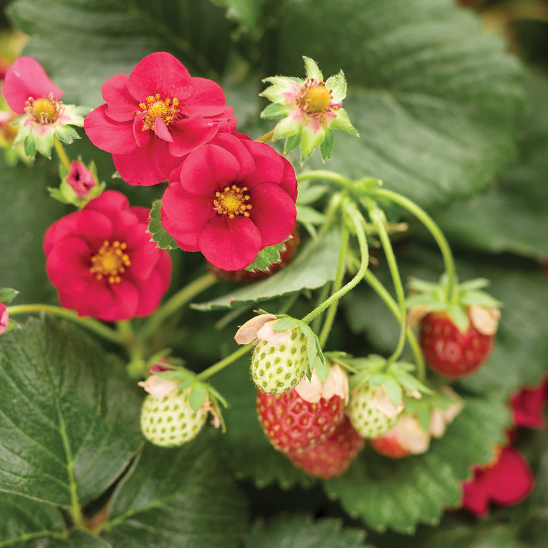 Ozark Beauty Strawberry Plant Addicts