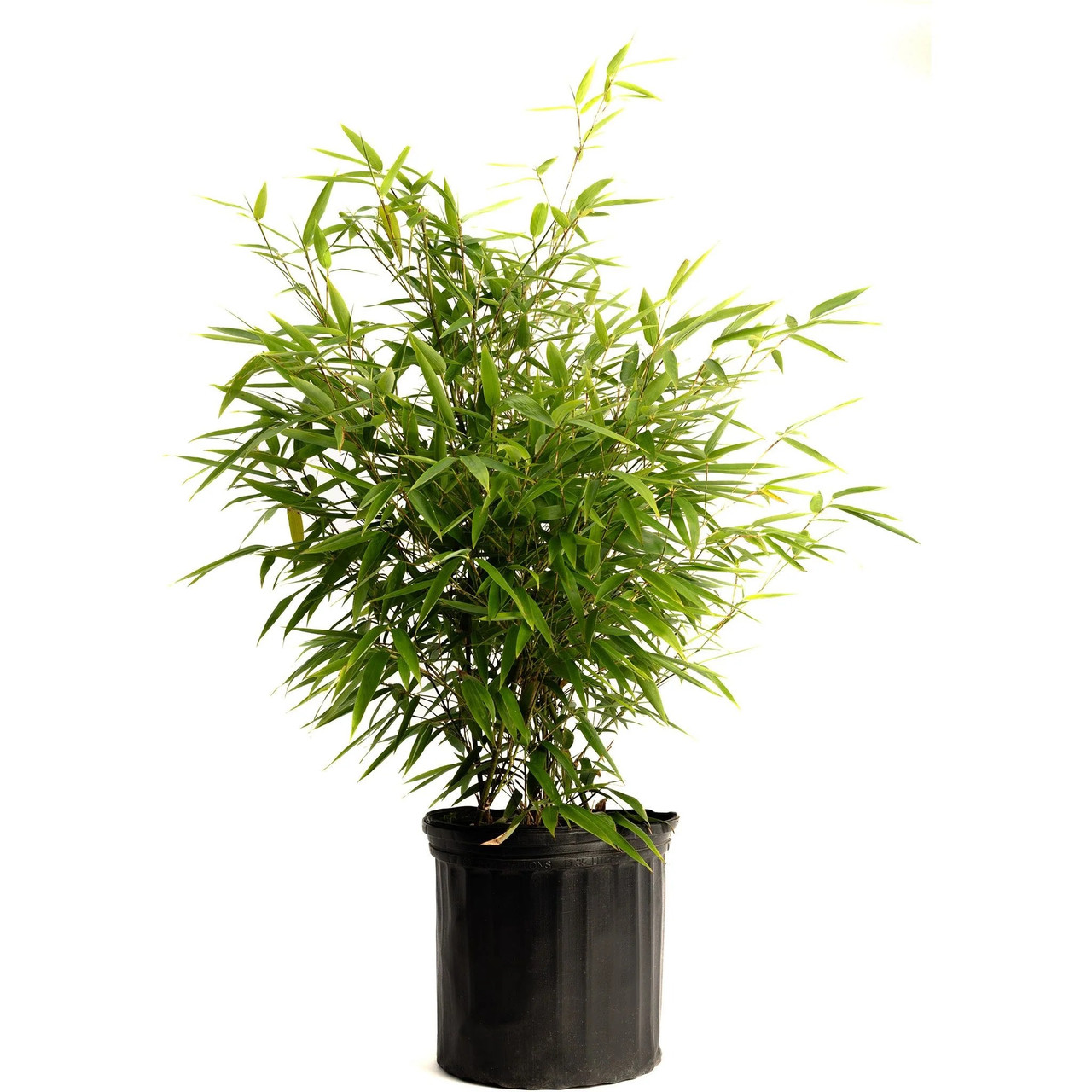 Black Bamboo | Plant Addicts