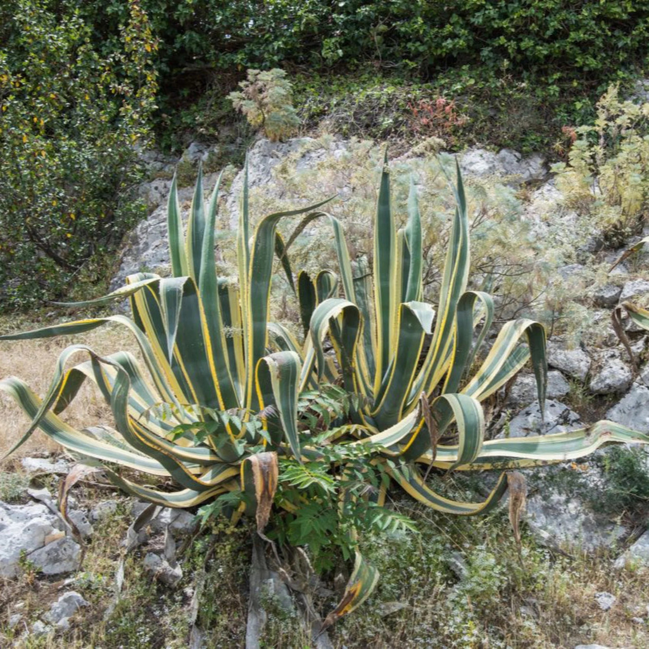 Variegated Americana Agave | Plant Addicts