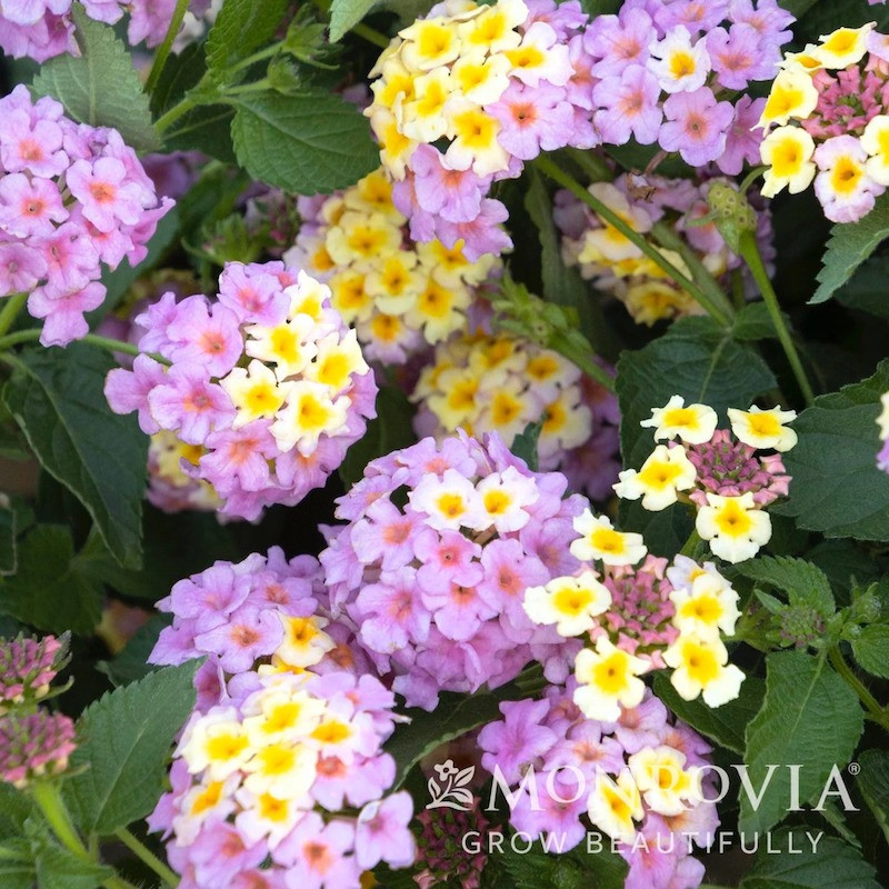 Mary Ann Lantana | Plant Addicts