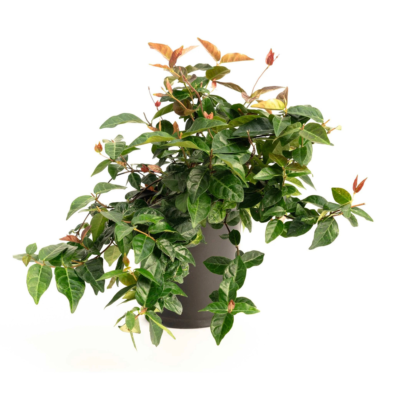 burgundy black cardinal philodendron Philodendron 'Black Cardinal' 8