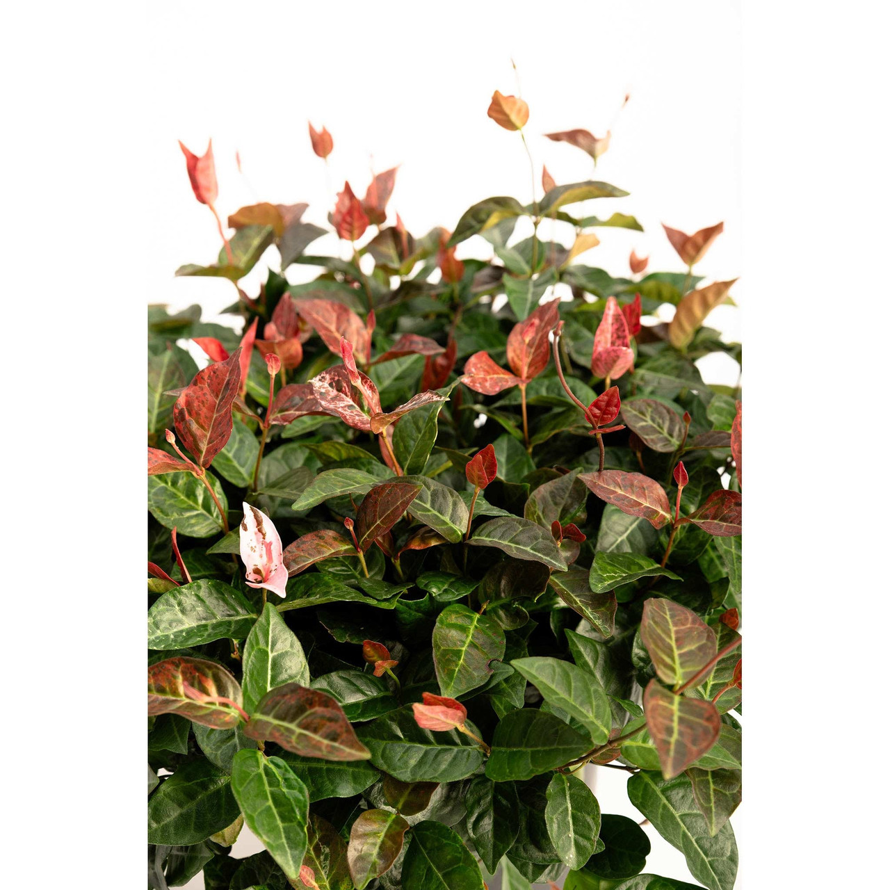 Snow-N-Summer™ Asiatic Jasmine | Plant Addicts