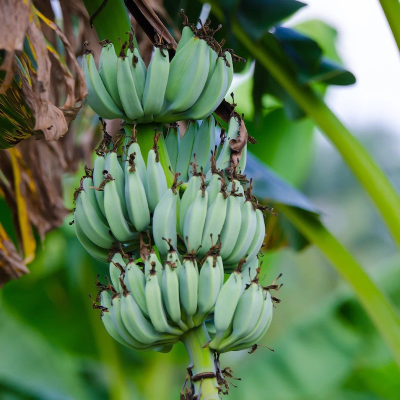 banana fruit tree images