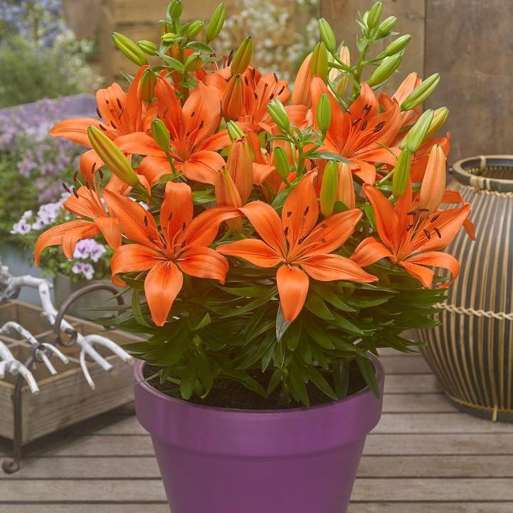 Fantasiatic Orange Asiatic Lily | Plant Addicts
