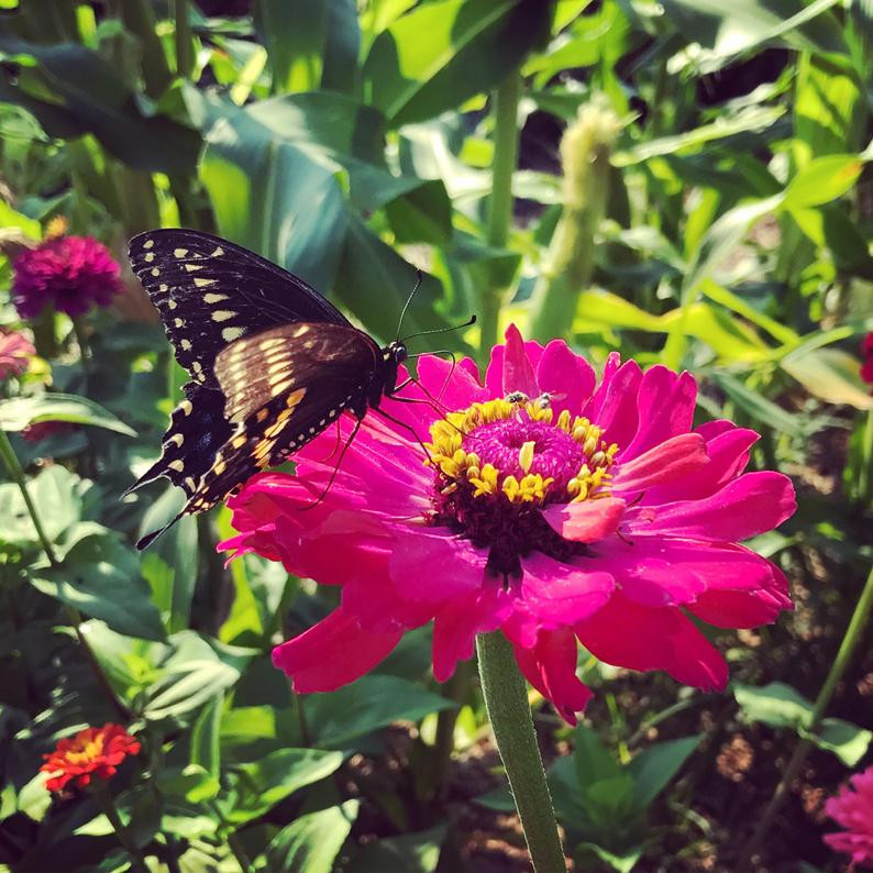 Deluxe Butterfly Garden Gift Basket Set Plant Addicts