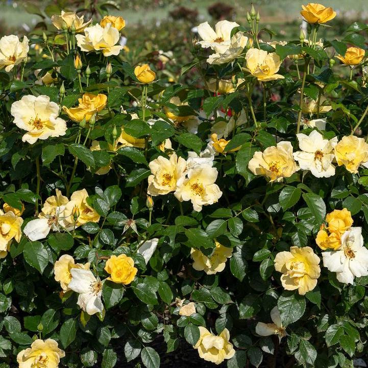 Easy Bee-zy™ Knock Out® Rose | Plant Addicts