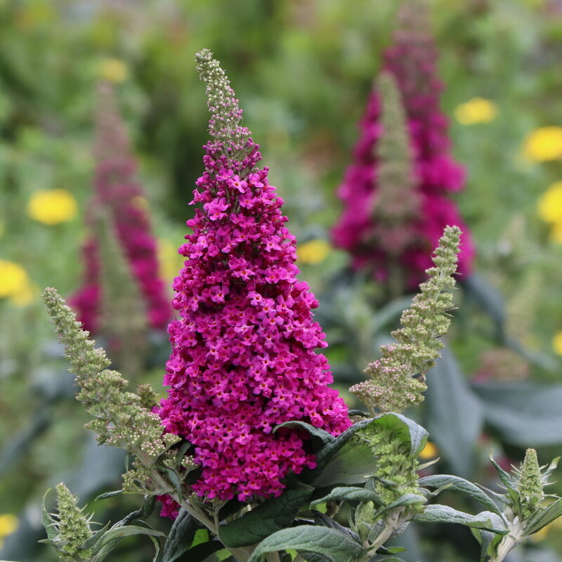 Pugster Pico Punch™ Butterfly Bush | Plant Addicts