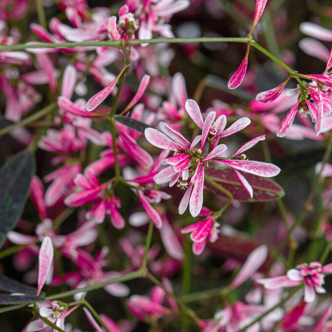 Starblast Pink Spurge | Plant Addicts