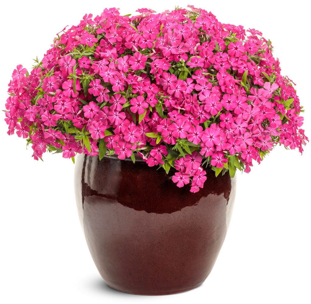 (再販)Ｓ～Ｍ／秘密の花園に咲く可憐なピンク薔薇が可愛いアイボリー娘役レオタード Southern Blaze™ Bright Pink Phlox | Plant Addicts