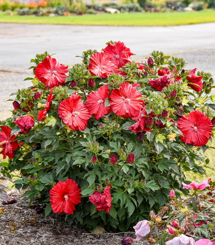 リゾートフラワー Summerific® Garnet Globes Rose Mallow | Plant Addicts
