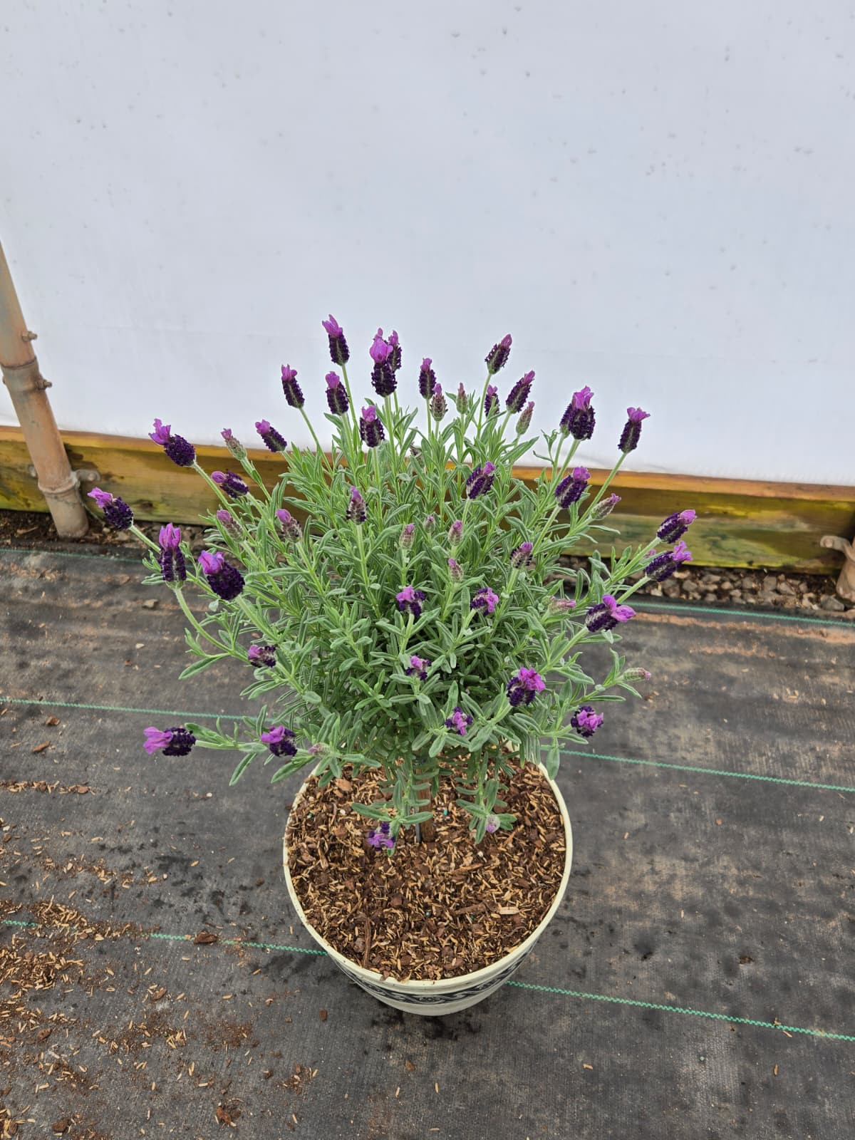 outdoor lavender plants for sale Phenomenal Lavender Plants For Sale main image 1