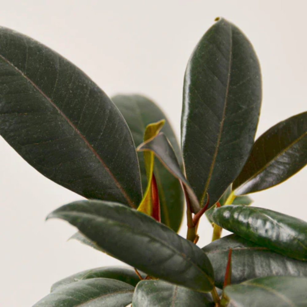 The Snobby Leaf | Ficus Elastica 'Burgundy' - 4 inch Nursery Pot - Live Houseplant
