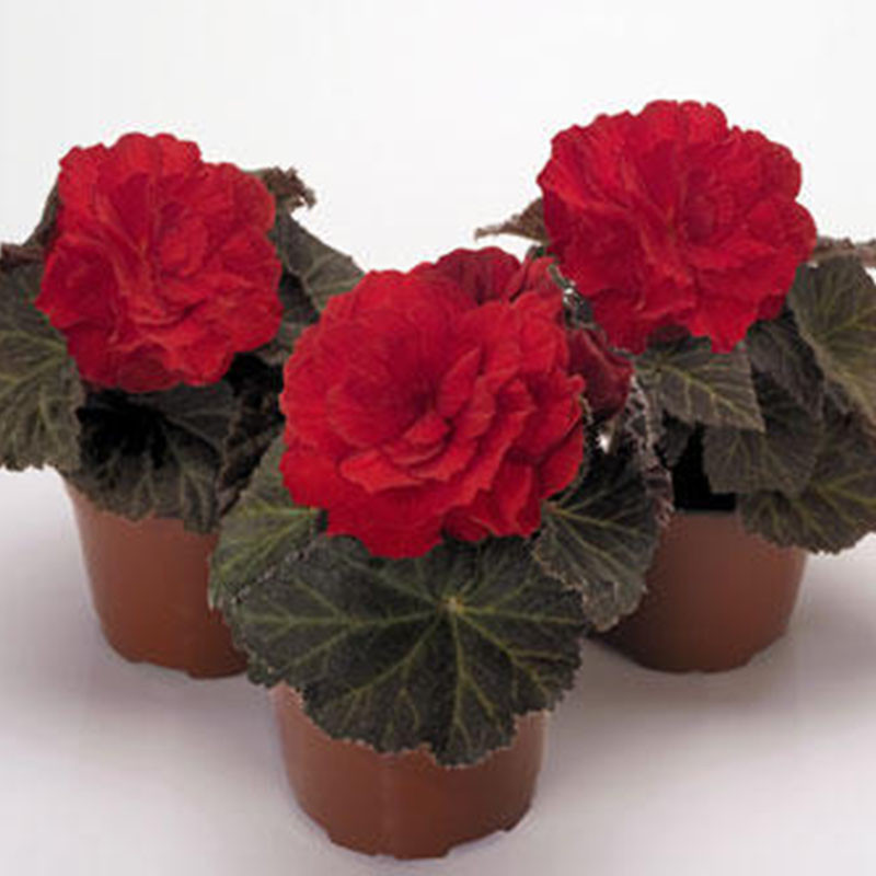 Nonstop_Mocca_Scarlet_Begonia_