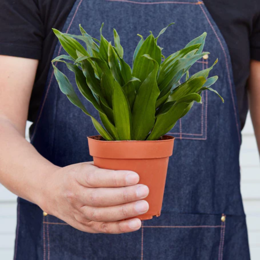 Janet Craig Dracaena | Plant Addicts