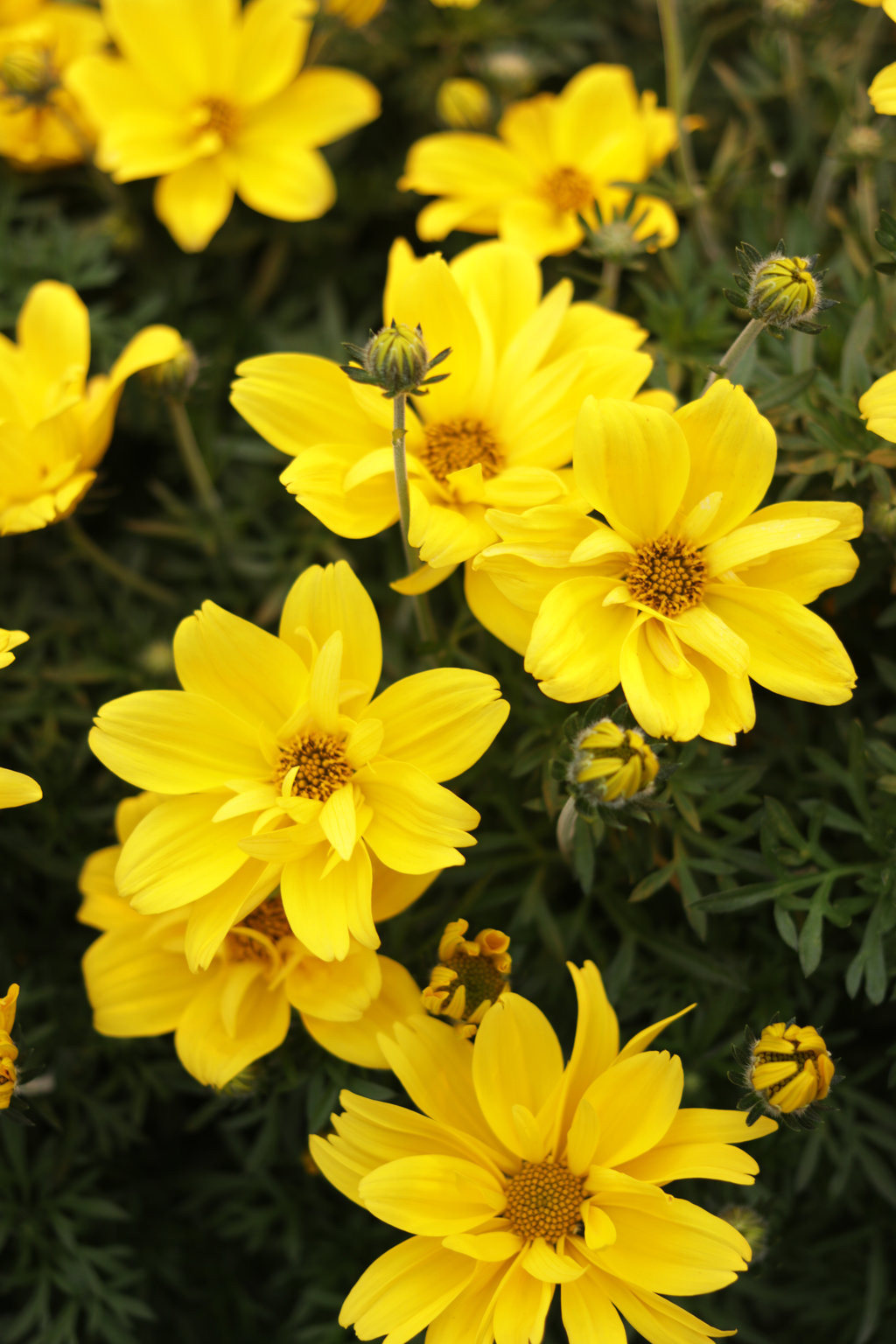 Goldilocks Rocks® Bidens | Plant Addicts