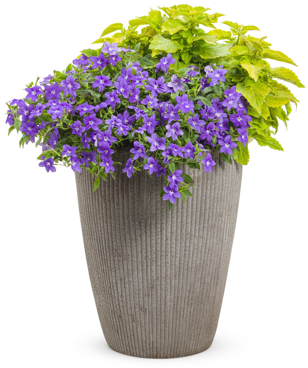 Endless Illumination Bush Violet | Plant Addicts