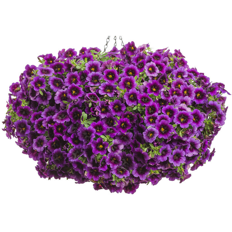 Superbells® Grape Punch Calibrachoa | Plant Addicts