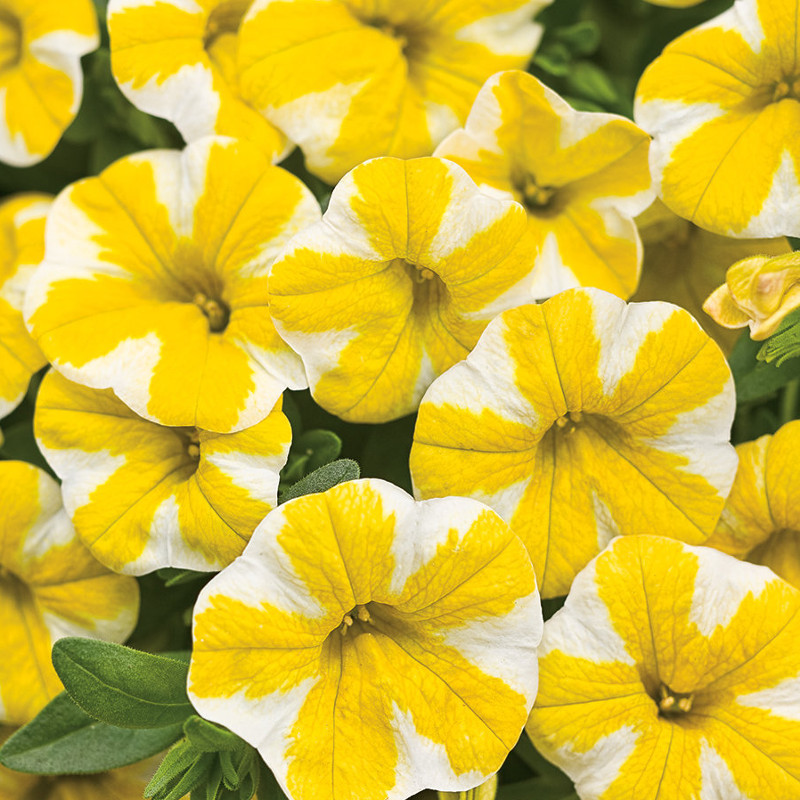 Calibrachoa Plants For Sale Plant Addicts
