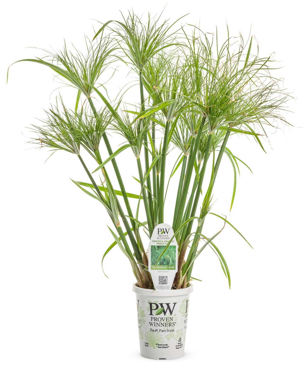Graceful Grasses® Prince Tut Dwarf Egyptian Papyrus Plant Addicts