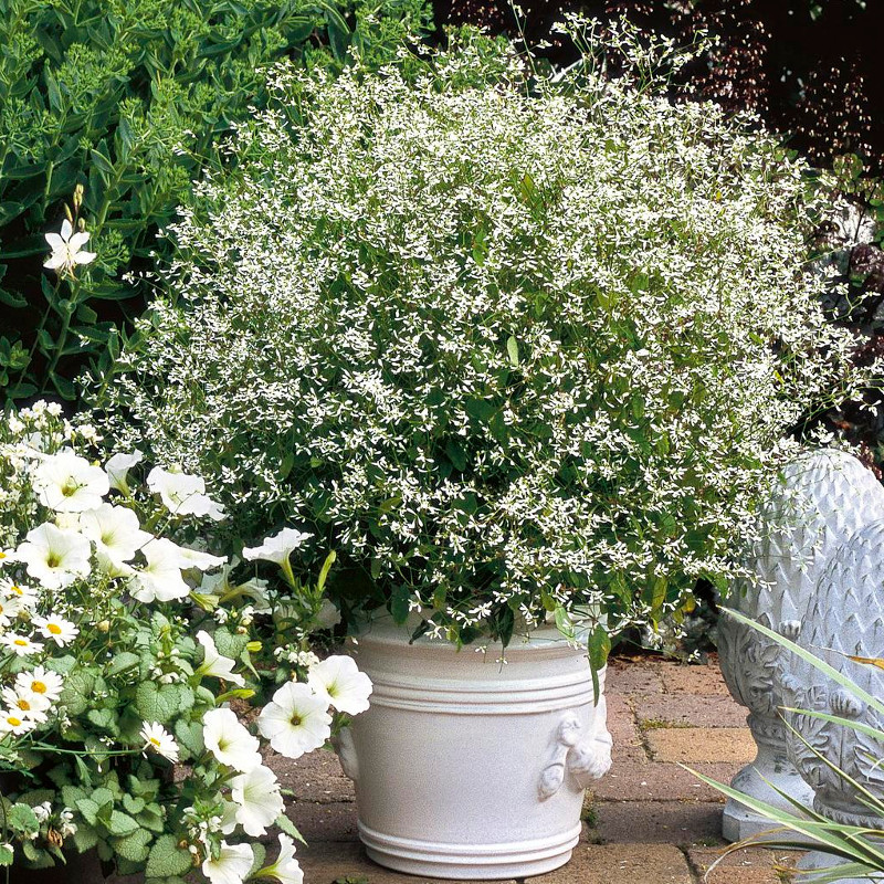 plantes bougainvilliers Bougainvillier – Jardineries Botanix