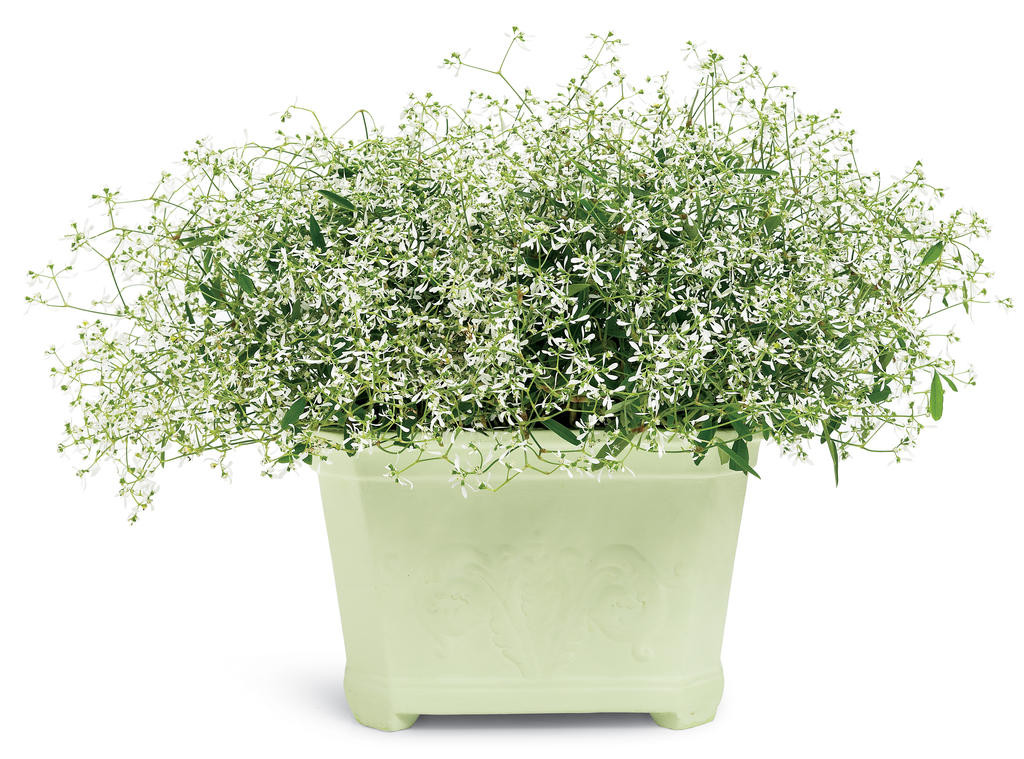 Diamond Frost Euphorbia | Plant Addicts