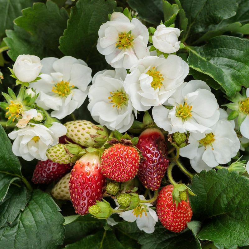 Berried Treasure Red Strawberry Plant Addicts