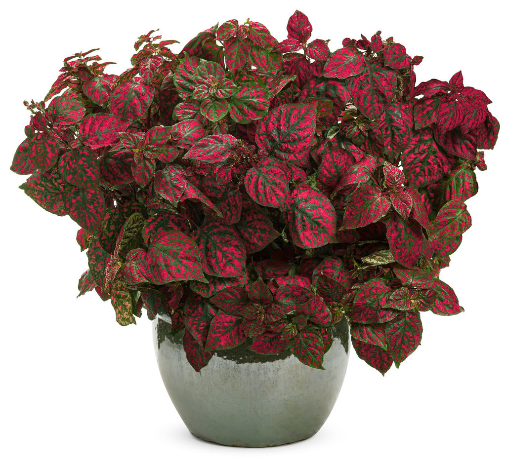 candy planter Planters Peanut Bar main image 0