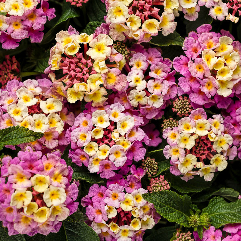 Luscious® Pinkberry Blend Lantana | Plant Addicts