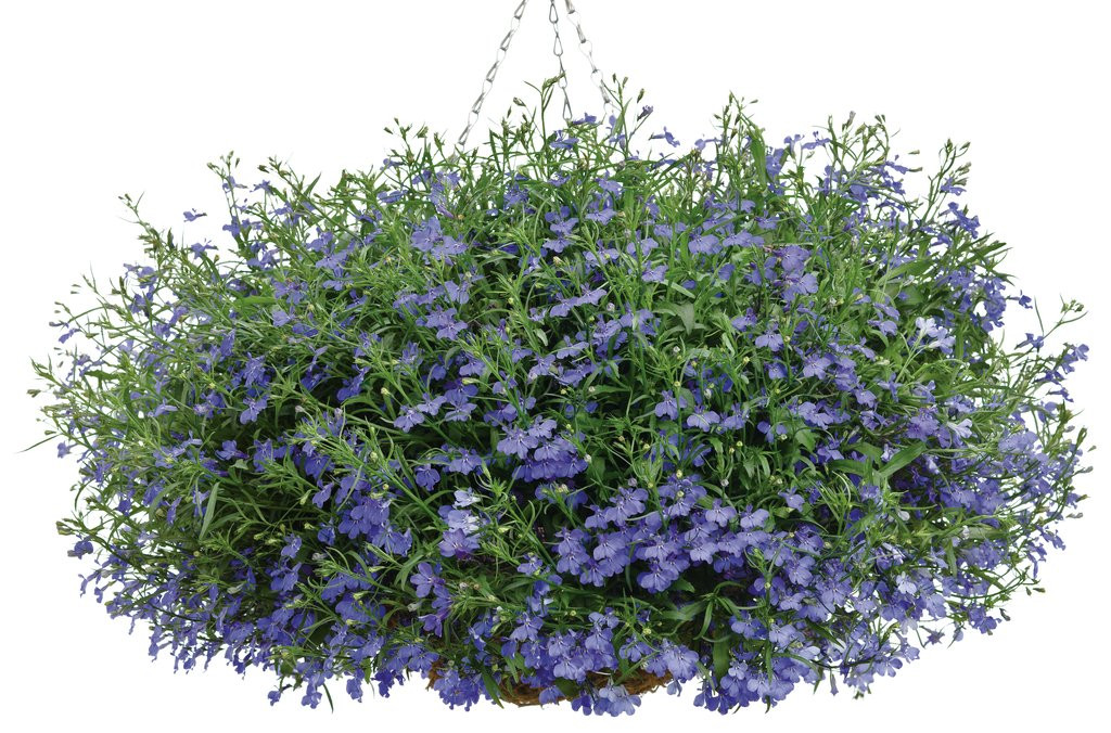Laguna® Dark Blue Lobelia Plant Addicts
