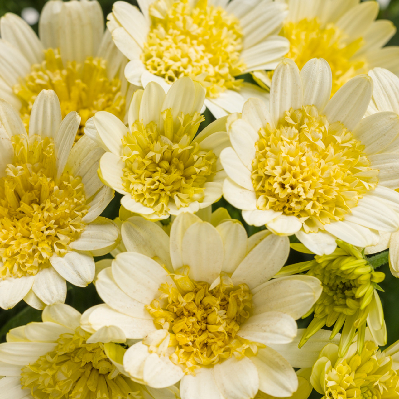 Bright Lights Double Moonglow African Daisy | Plant Addicts