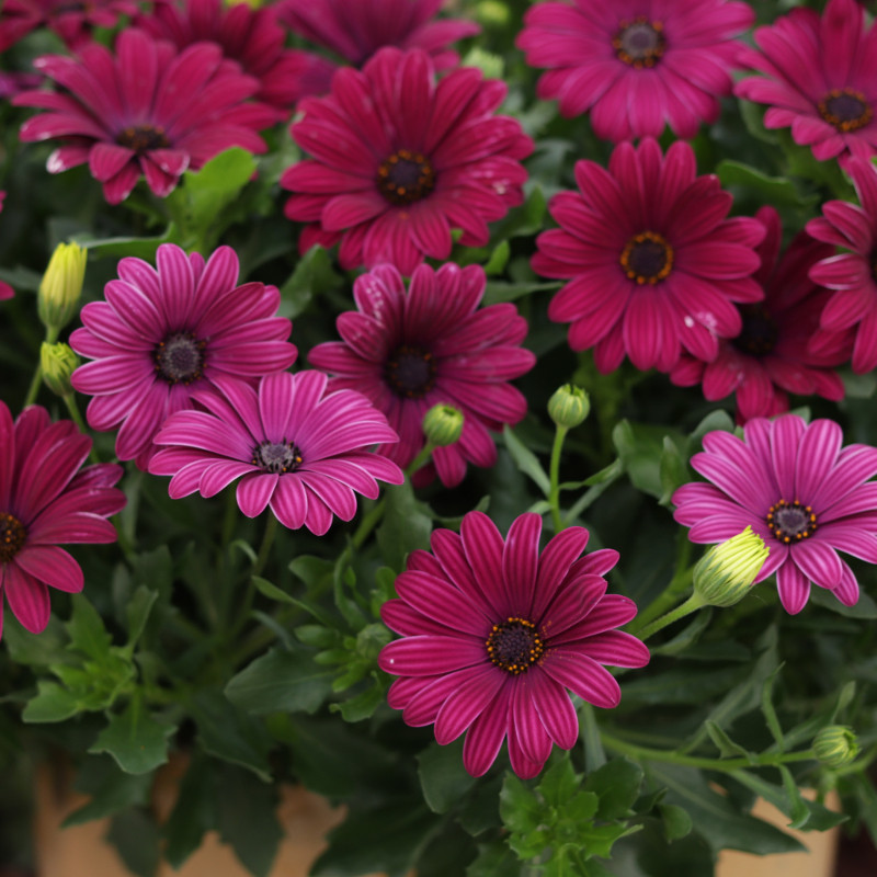Bright Lights Purple African Daisy | Plant Addicts