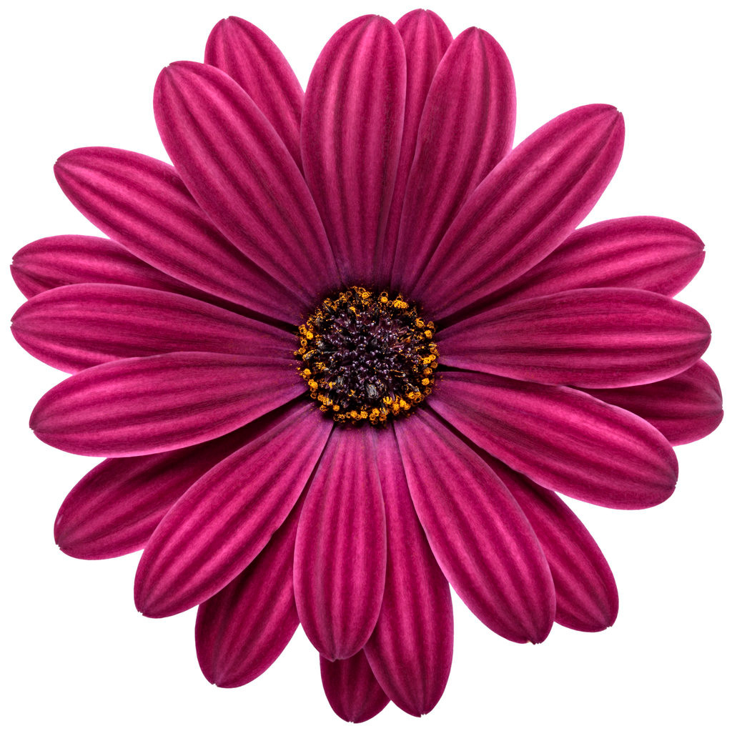 Bright Lights Purple African Daisy | Plant Addicts