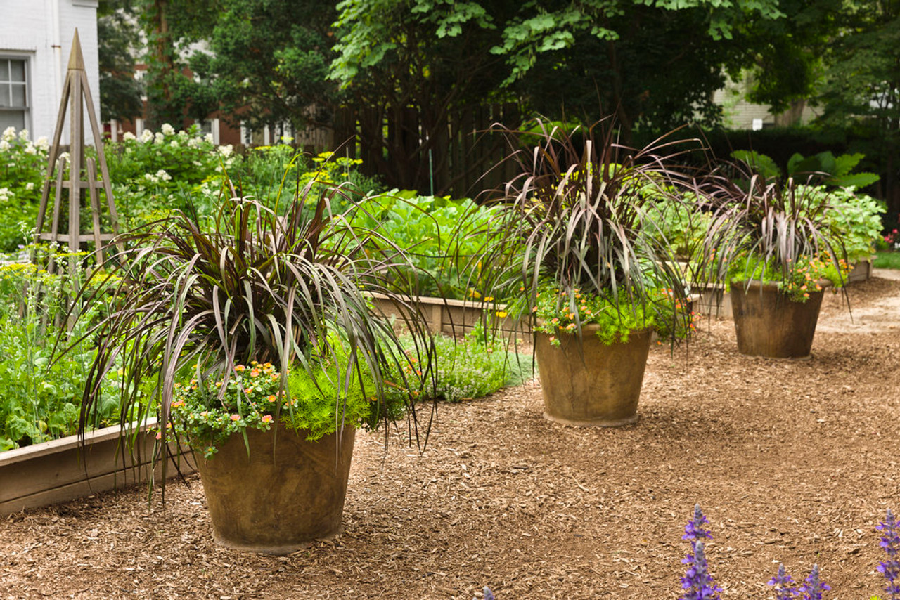 Graceful Grasses® Vertigo® Purple Fountain Grass Plant Addicts