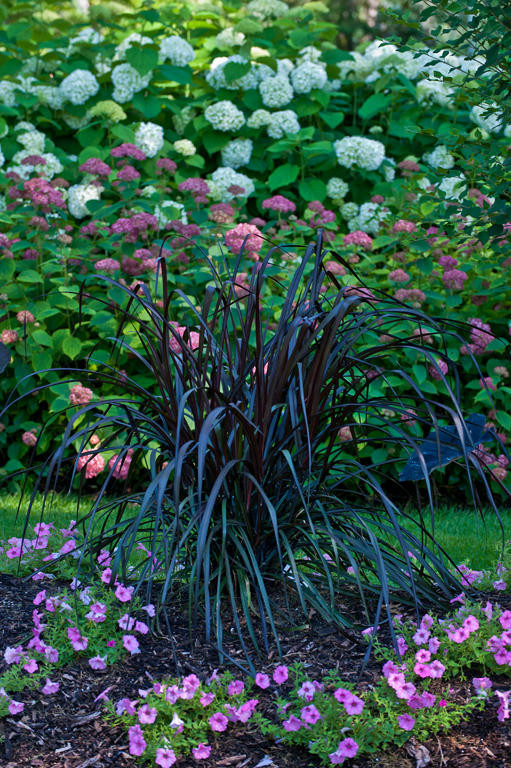 Graceful Grasses® Vertigo® Purple Fountain Grass | Plant Addicts