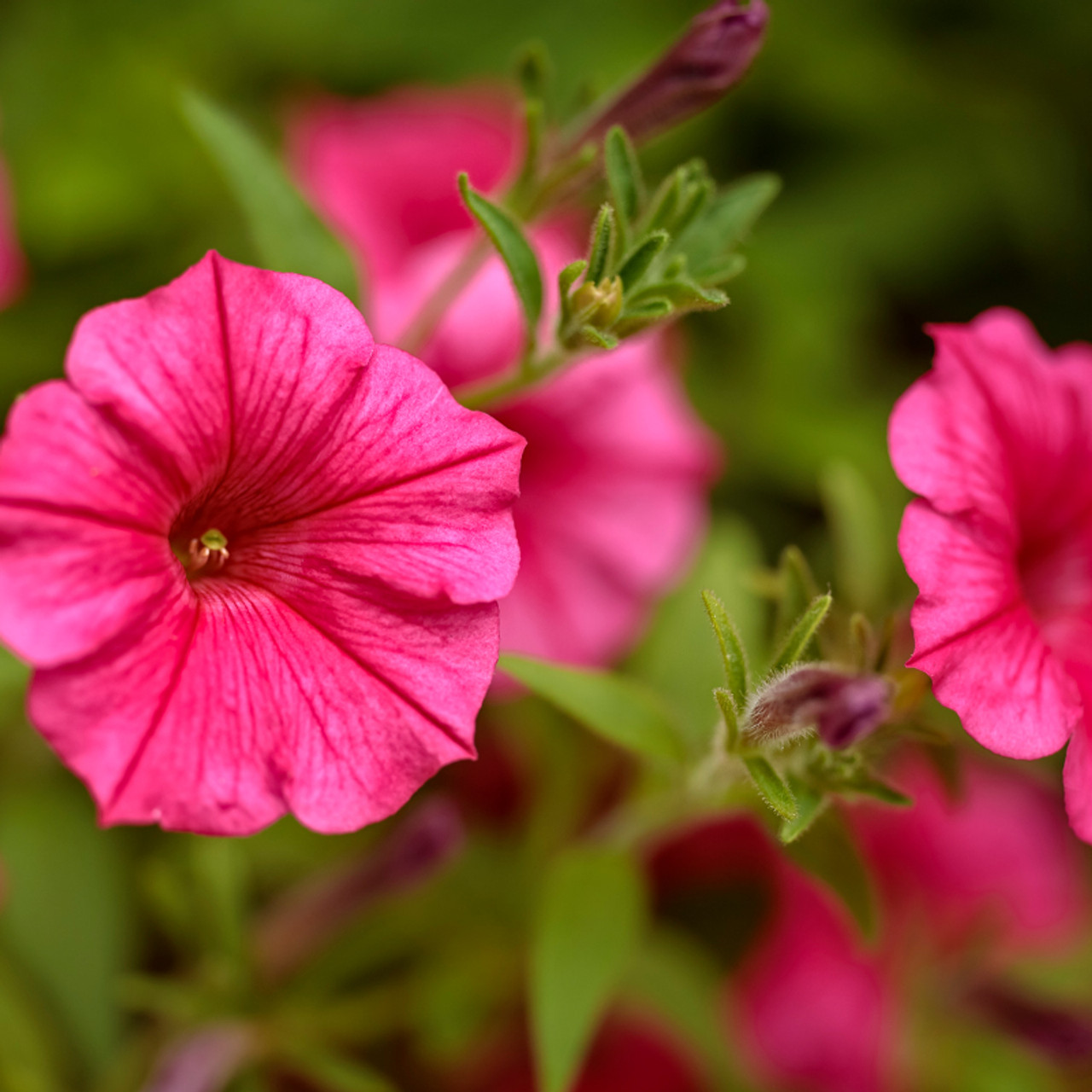 Supertunia Vista® Jazzberry Petunia