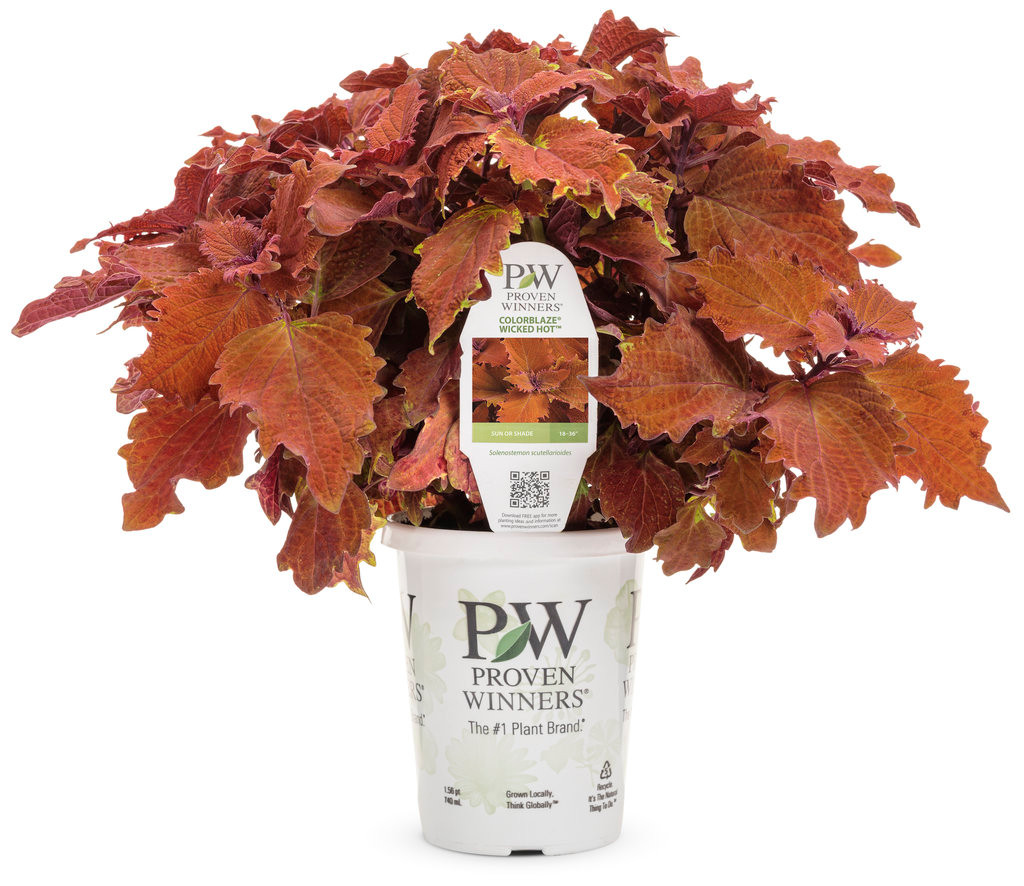ColorBlaze® Wicked Hot® Coleus | Plant Addicts